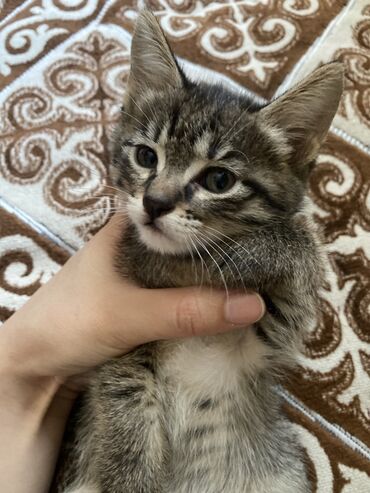 сколько стоит щенок шпиц: Котята тигрового окраса - Порода: домашние короткошёрстные - Окрас