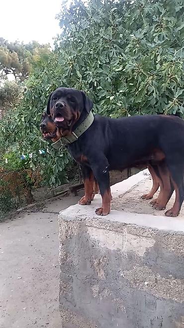 qurdbasar satisi: Rotveyler, 2 ay, Erkək, Sənədli, Ünvandan götürmə — 1