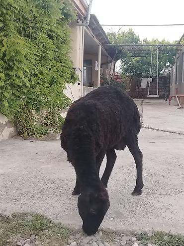 Qoyunlar, qoçlar: Dişi, il: 1, Damazlıq, Ünvandan götürmə — 13