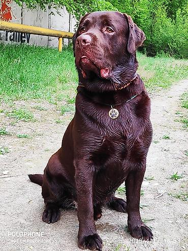 Вязка собак: Вязка: Лабрадор-ретривер, Самец, 5 лет, С родословной — 10
