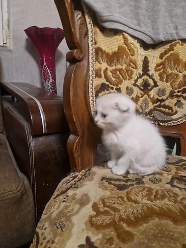 pisi: Şotland — 5