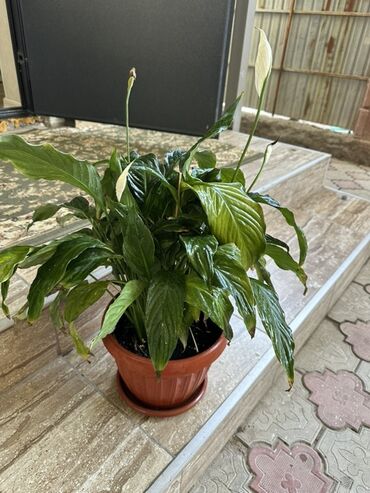 розмарин в горшке купить: Комнатные растения в горшках (на фото): - Замиокулькас (долларовое