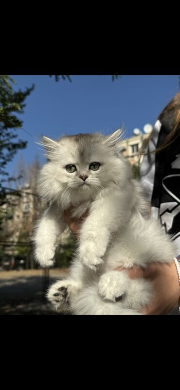 Продажа кошек: Скотиш Фолд (Шотландская вислоухая), 2 месяца, Девочка at lalafo.kg — 8 Продажа кошек: Скотиш Фолд (Шотландская вислоухая), 2 месяца, Девочка — 8