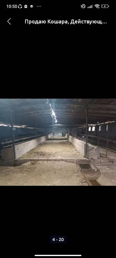 Сельхоз предприятия: Продаю Кошара, 50 соток, Действующий, Частично с оборудованием, Электричество, Канализация, Отопление at lalafo.kg — 11 Сельхоз предприятия: Продаю Кошара, 50 соток, Действующий, Частично с оборудованием, Электричество, Канализация, Отопление — 11
