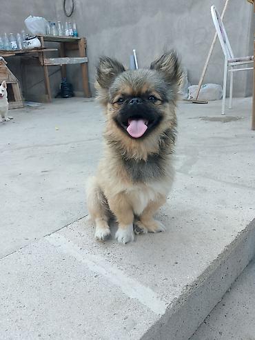 ucuz ev itləri: Pekines, 5 ay, Erkək, Peyvəndli, Ünvandan götürmə — 3