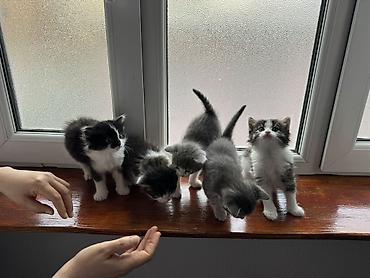 Pişiklər: Yaxşı əllərə — 4