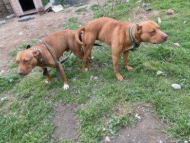 etibarlı ellere verilir it: Pitbul, 1 ay, Erkek, Cütləşmə üçün, Ünvandan götürmə