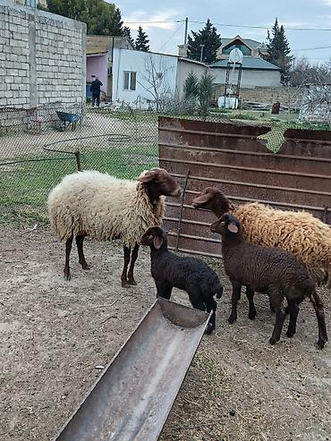 K/t heyvanları və malları: Salam 2 dene Ana baladi. Qirmizi qoyun 1 ci qarnidi disi balaynan .Ag — 3