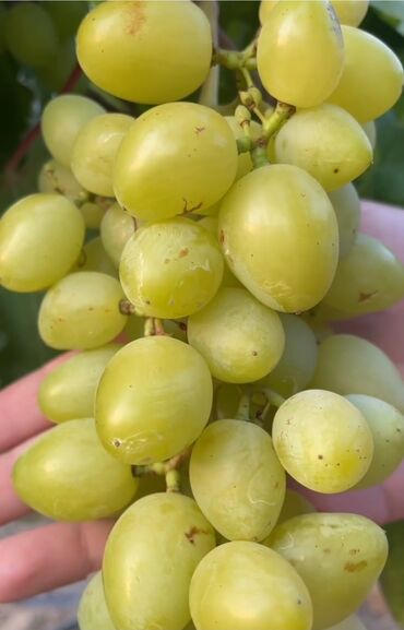 Şitillər: Gəl, bax, seç, apar. Məkan Bilgəh. Köklü Torpaqlı dibçəkdə: Ağ şanı - — 4