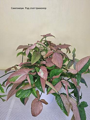 Другие комнатные растения: #Аллоказии/Сингонеумы/ Прочее-Домашние - Адаптированные!!! — 6