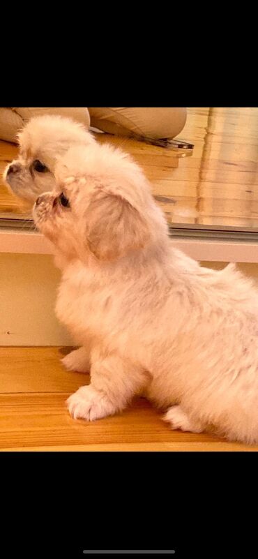 zvonok itləri: Pekines, 2 ay, Dişi, Ödənişli çatdırılma