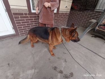 Продажа собак: Немецкая овчарка, кобель, экстерьер восточно-европейского/шоу-типа — 4