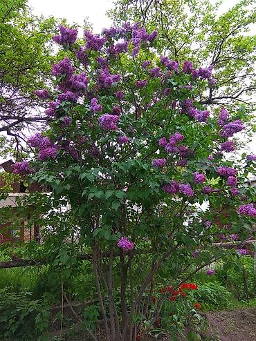 Сирень: Продаю саженцы. Сажать и пересаживать нижеперечисленное нужно весной — 12