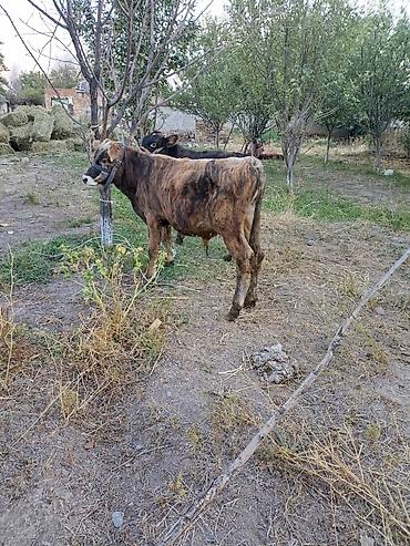 Продам с/х животных: Продаю | Бык (самец) | На откорм | Привязанные — 4