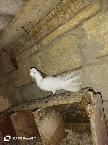 Göyərçinlər: Quslarin heresin öz qiymeti var uçan quslardi optum isdiyen olsa 1i — 8