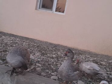 Ördəklər: Lal ördəklər satılır topdan 17 azn .Tək tək qiymətlər — 6