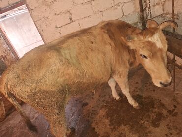 Inəklər, öküzlər: .qisir ineyler 2 de kokdu — 2