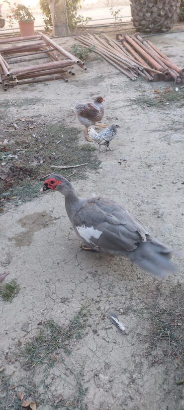 Digər quşlar: Məhsul: Boz rəngli musk ördəkləri (Indoutka) Təsvir: - Şəkillərdə boz — 4