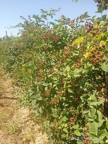 Blackberry saplings & cuttings: Ежевика "Торнфри " высокоурожайный сорт (саженцы) көчөттөрү сатылат — 7
