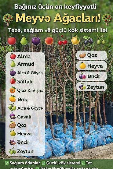 meyve ağaclarının satışı: Bağınız üçün keyfiyyətli meyvə ağacları – təzə, sağlam və güclü kök — 2