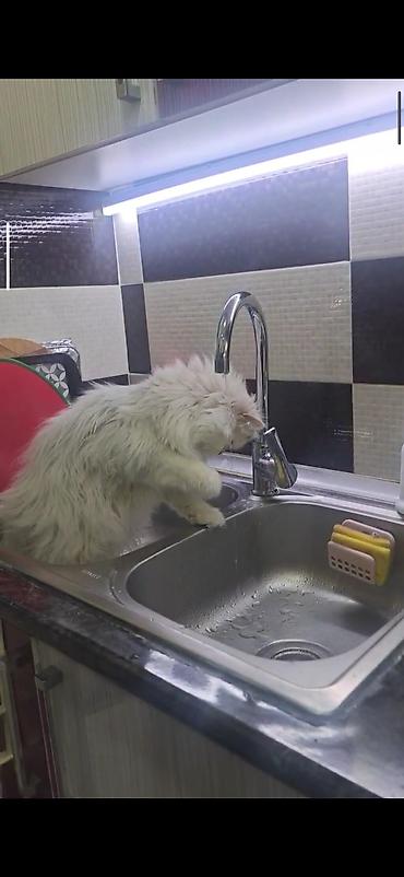 Pişiklər: Dişidi çütleşdirilir 0702500507 — 6