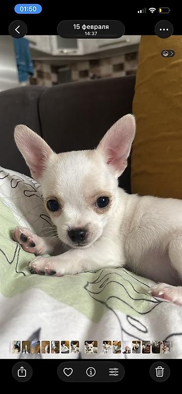 Продажа собак: Продаются замечательные щенки — такса и чихуахуа 🐶✨ Ищем заботливых и — 9