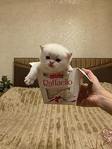 Pişiklər: Britan — 6