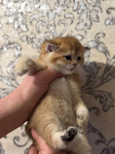 Кошки: Шотландская вислоухая — 5
