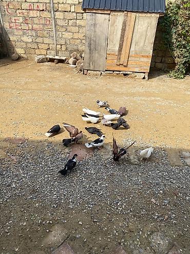xudat heyvan satışı: 16 dene heyvandı ususu olanda var saglam heyvanlardı tek tek satılmır — 6