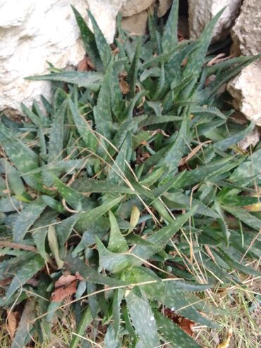 bitki dərmanları: Aloe Vera heyetde ekilir gubresizdi derman duzetmeye yararlidi boyun