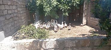 Qazlar: Məhsul: Qaz sürüsü 4 aylıq və 1 illik qazlar satılır. çatdırılma var — 1
