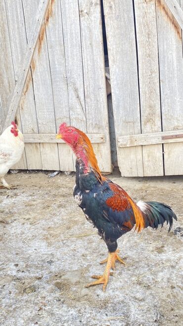 Куры, петухи: Продаю | Петух | Для разведения — 6