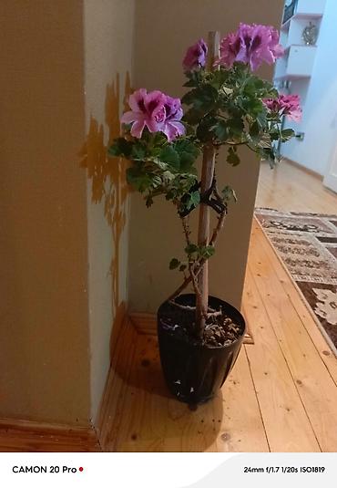 çiçəklər: Qapalı məkan üçün dekorativ sardunya (Pelargonium) – qara plastik — 1