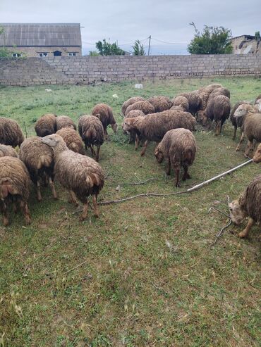 balali qoyunlar: Her cekide qurbanliq quzular diri ceki 9 manat