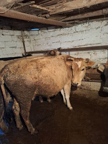 Inəklər, öküzlər: Qisir ineyler 4 de etdiydir alan olsa razilawma olacaq mallar — 7