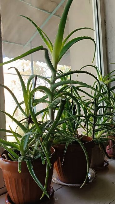 кухни мебел: В продаже Алоэ лекарственное растение lalafo.kg да кухни мебел: В продаже Алоэ лекарственное растение