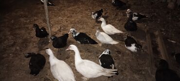 щенки в добрые руки: Lal ördəkler.17 ədəddir. 4ayliqdir.hamisi birlikdə satılır.unvan