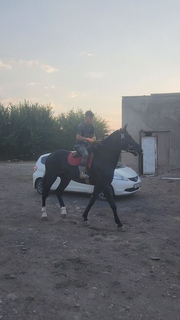 соль для животных: Продаю | Конь (самец), Жеребец | Полукровка, Першерон, Дончак | Для разведения, Конный спорт | Племенные, Осеменитель, Мерин