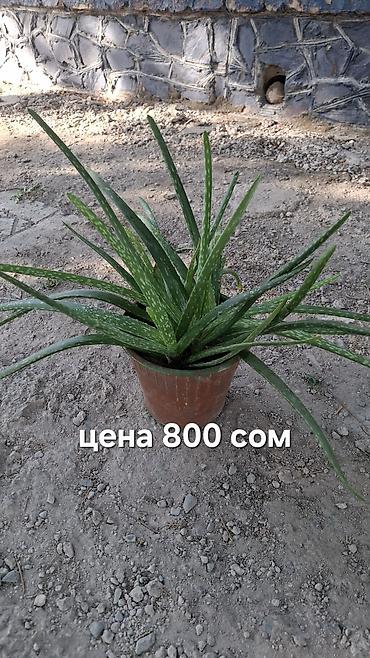 Алоэ: Продаю Алоэ Очень Много
цены от 250 и выше — 2
