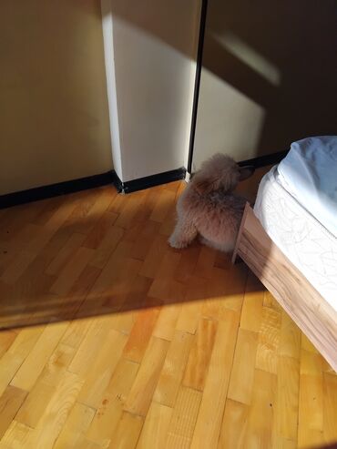 İtlər: Pudel — 12