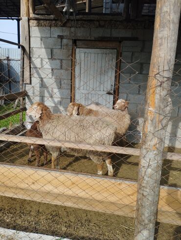 Бараны, овцы: Продаю | Ягненок | Полукровка, Арашан | Для разведения | Матка