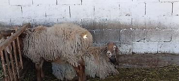 собака охотничные: Продаю | Баран (самец) | Для разведения | Матка — 1