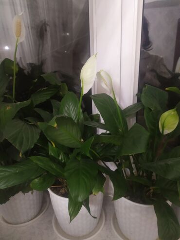Другие комнатные растения: Продается комнатные цветы Женское счастье (Спатифиллум) г. Ош. Цена