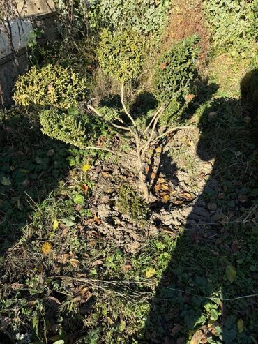 Şitillər: Şimşir tingləri satıram. Onlar dekorativ haşiyələr, hedcinqlər və — 29