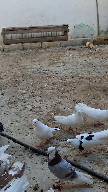 Quşlar: Məhsul: Fərqli rəng və naxışlarda ev göyərçinləri (kolleksiya və uçuş — 8
