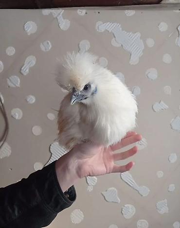 Птицы: Продам карликовых кур бемтамок, Китайский шелк: петушки и курочки — 8