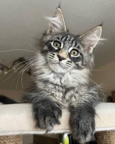 Other: Maine coon Kittens για δωρεάν υιοθεσία Προσφέρουμε υγιεινά και