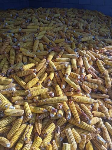 домашние молочные продукты: Жүгөрү Дүңүнөн
