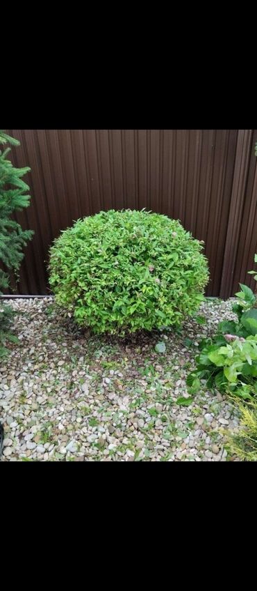 Другие услуги: Обрезка изгороди хвойных деревьев плодовых деревьев Весной Обработка — 4