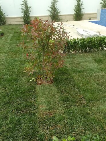 Bağbanlar: Salam bağ evlərində, Abyektlərdə parklarda bağban xidməti görülür — 23